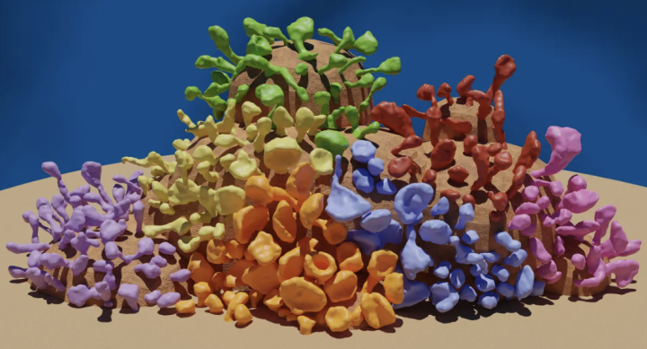 Reconstructed dendritic spines